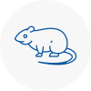 Rat Control Birmingham